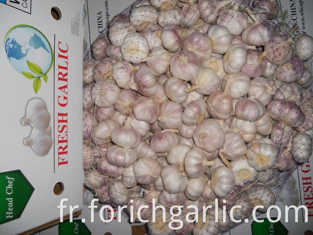 Normal White Garlic